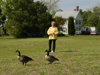 Photograph of Pat with Canada geese.